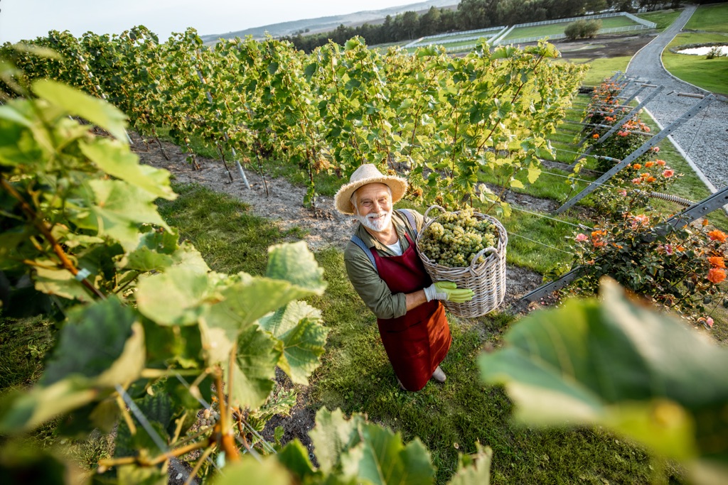 vineyard-with-man-harvesting-grapes-2023-11-27-05-22-00-utc sm